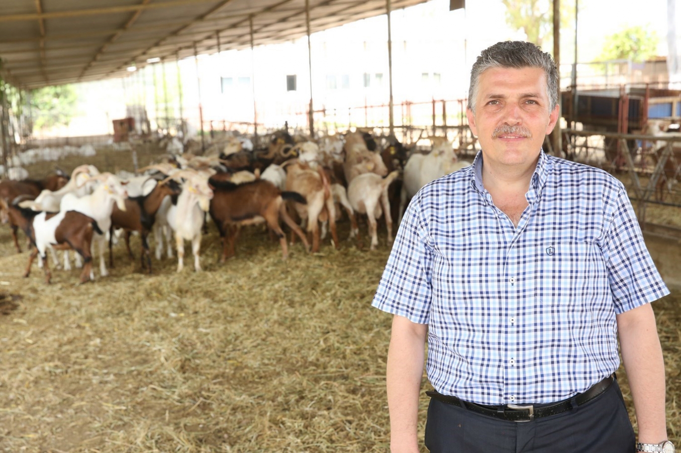 Zootekni Bölümü kontenjanları 11 üniversiteye indirildi Zootekni Bölümü kontenjanları 11 üniversiteye indirildi
